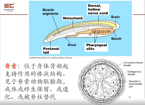 汇智2021国庆十一期间生物竞赛 C1-1基础课(武汉)(8.38G高清视频)